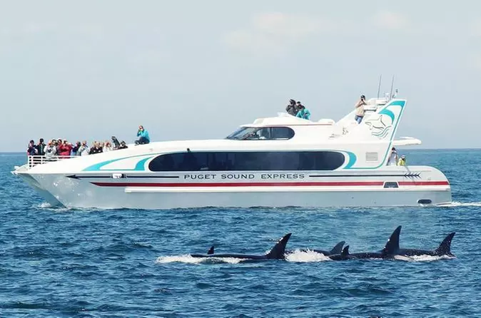 Seattle Whale Watching Tour - Primary Image