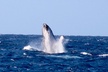 Whale Watching on Big island - Second Medium