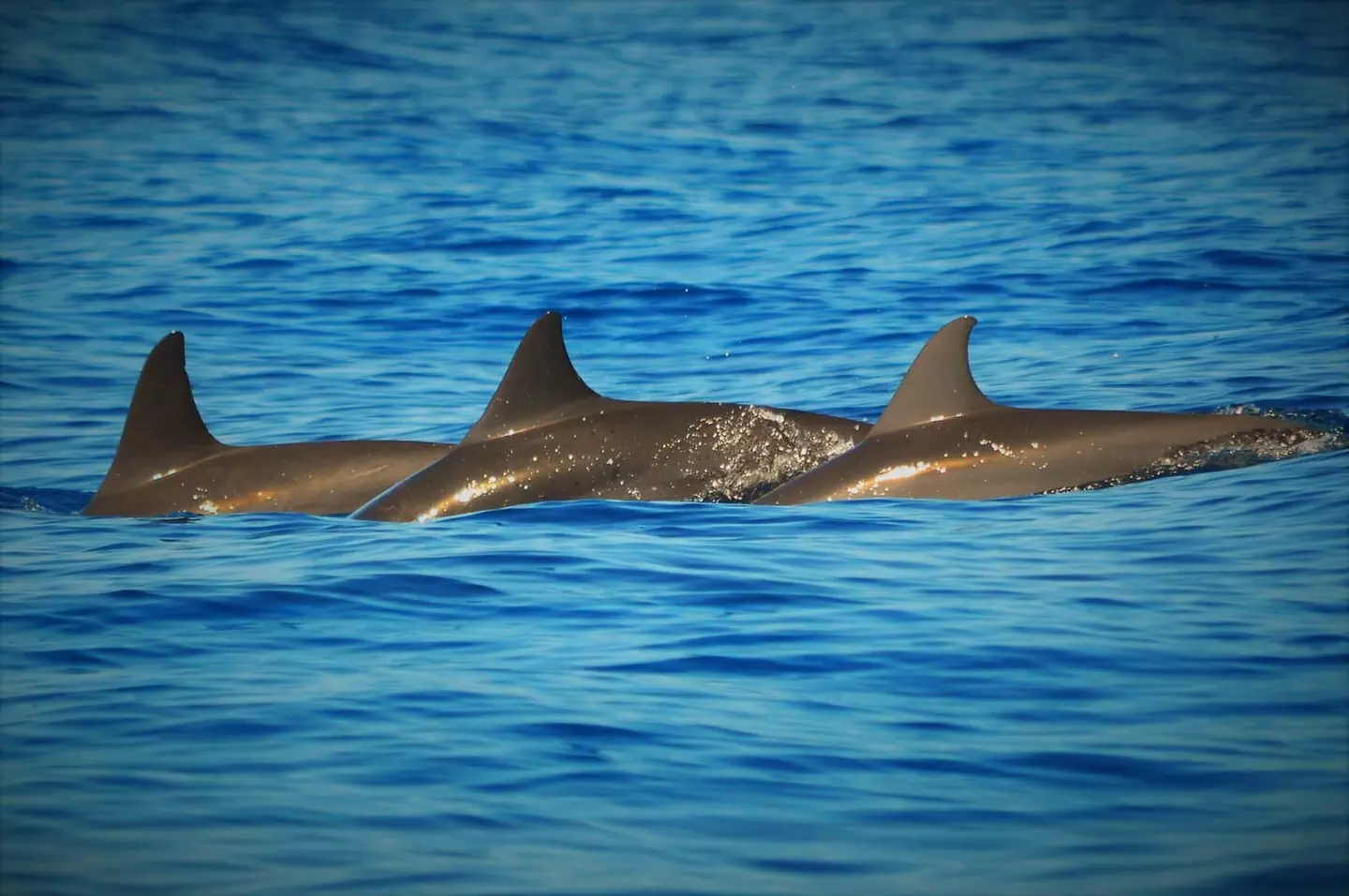 ✈ FILIPPINE | Cebu - Alla scoperta delle Filippine 4*, 7 notti - Tour