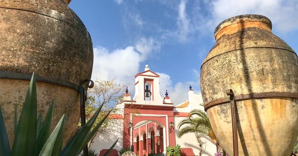Tour en inglés de aceite de oliva en Sevilla