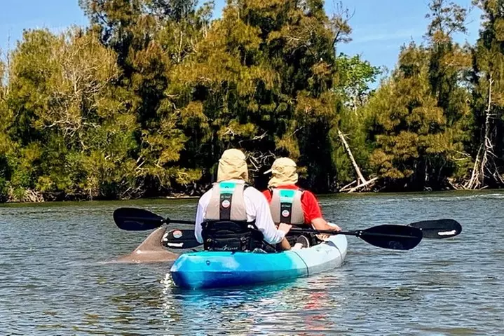 Wildlife Refuge Manatee, Dolphin & Mangrove Kayak or Paddleboarding...
