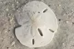 2.5 Hour Shell Key Island Adventure Including Dolphins And Shells - Second Medium