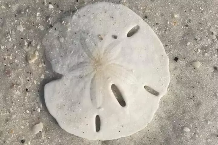 2.5 Hour Shell Key Island Adventure Including Dolphins And Shells
