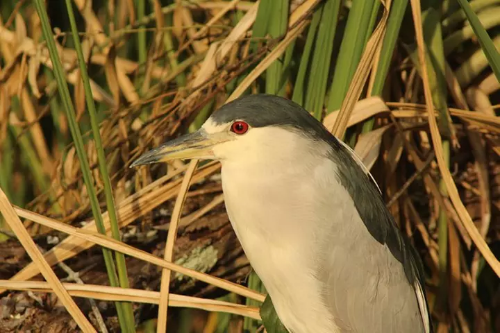 3 Hour Guided Mangrove Tunnel Kayak Eco Tour