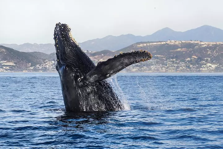 Supreme 2hr Whale/Dolphin Watching Newport Beach, 6 person max