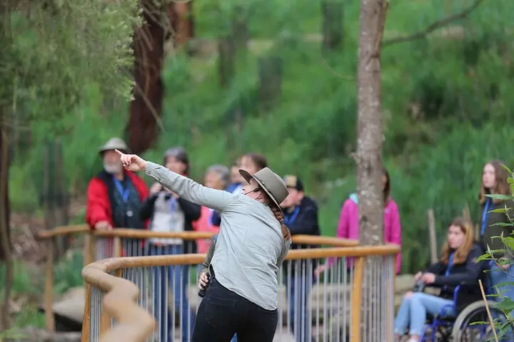 Walk with Wildlife: Guided Tour in Great Ocean Road - Primary Image