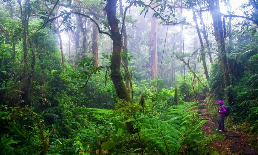 Image 10: ✈ COSTA RICA | San José - Jungles et Forêts 3* - Circuit