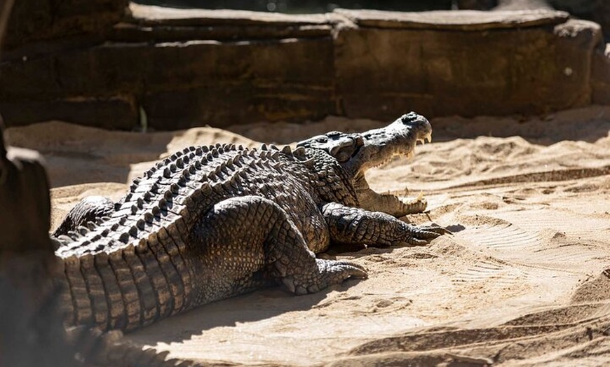 Image 9: Dreamworld Gold Coast 1-Day Pass – Thrills & Wildlife Encounters