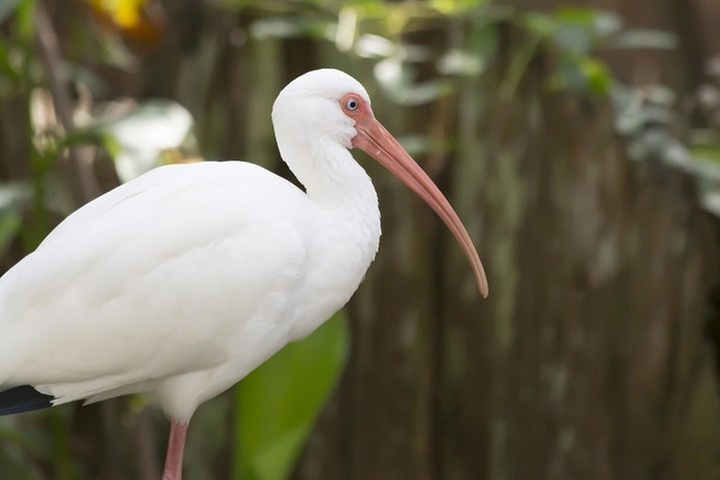 Savannah to Tybee Island with Dolphin Cruise