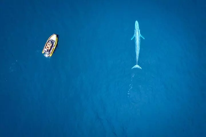 Up-Close Dolphin & Whale Watching Zodiac Adventure in Dana Point