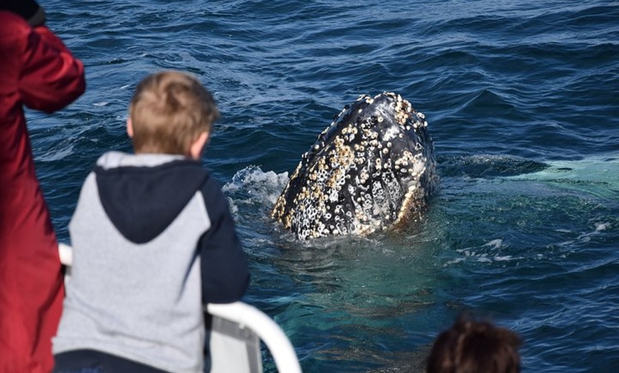 Image 7: Phillip Island Whale Watching Tour