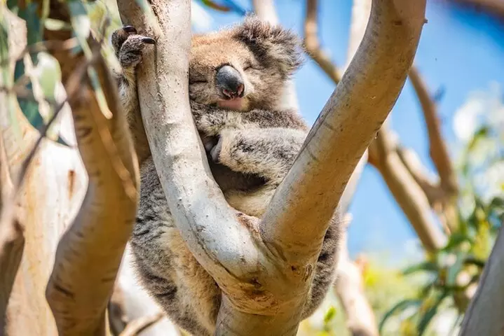 Great Ocean Road Full-Day Sunset Eco Tour from Melbourne