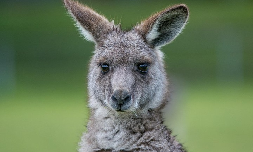 Image 2: 2-Day Melbourne to Adelaide Tour: Great Ocean Road and Grampians On...