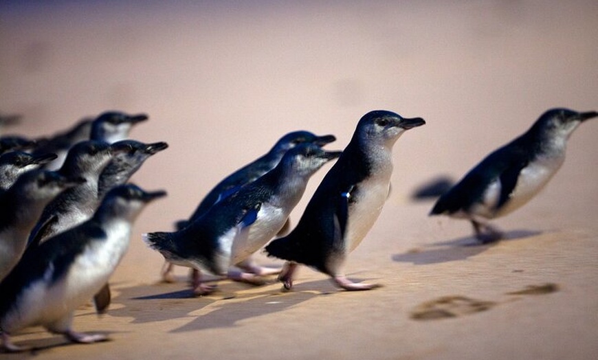 Image 17: Phillip Island Penguin Parade, Wildlife and Beach Boxes Bus Tour