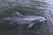 2 Hour Guided Kayak Tour at Palmetto Bluff - Second Medium