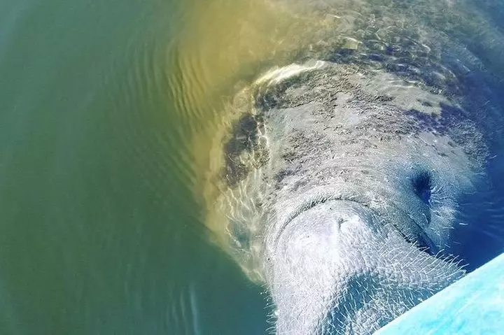 Wildlife Refuge Manatee, Dolphin & Mangrove Kayak or Paddleboarding...