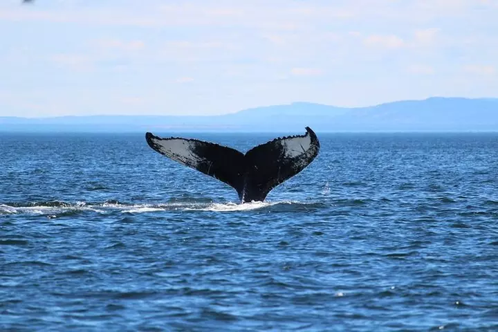 Whale Watching Cruise in Honolulu