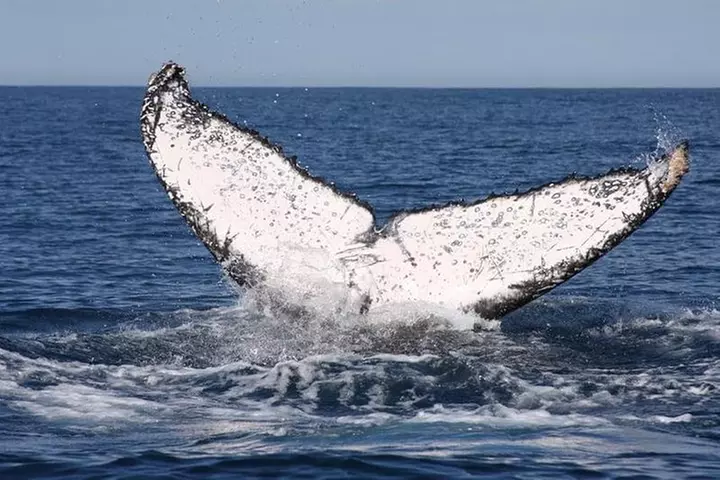 Whale Watching - Primary Image