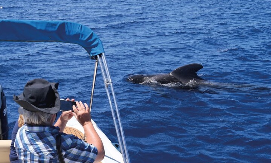 Image 5: Costa Adeje | Avistamiento de cetáceos en Tenerife Sur