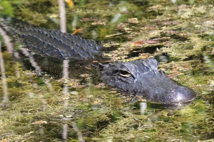3 Hour Guided Mangrove Tunnel Kayak Eco Tour