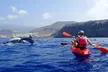 Tenerife : Tour en Kayak Tortuga & Delfines con Snorkel & Traje de Surf - Image 4