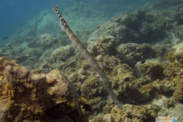 1 Inmersión De Iniciación En Tenerife De 3,5 Horas