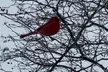 NYC Beginner Private Birdwatching Tour - Second Medium