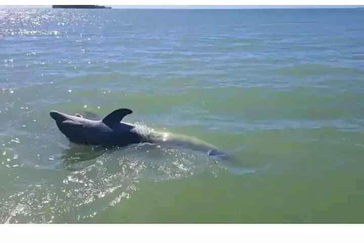 Marco Island Dolphin Sightseeing Tour
