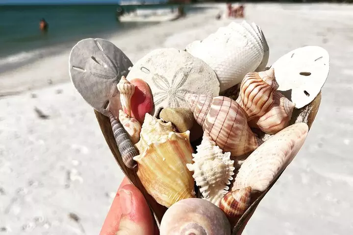 Marco Island Wildlife Sightseeing and Shelling Tour