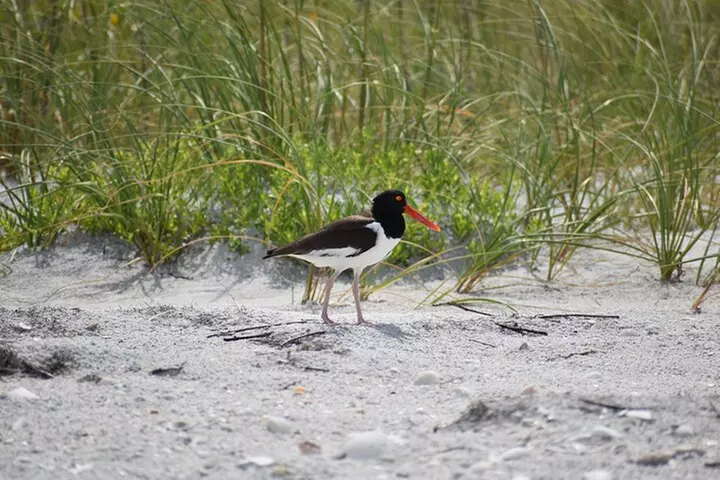 Exclusive Kayak Expedition: Exploring the Mangroves to Shell Key