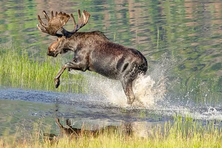Half-Day Rocky Mountain National Park "Lake and Meadows Tour"