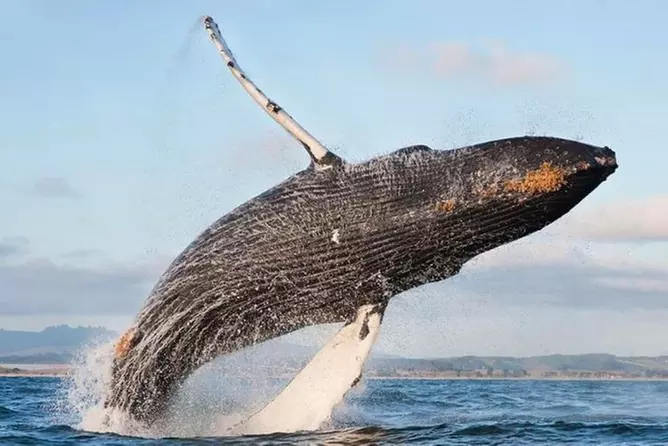 Whale Watching at the Golden Gate - Primary Image