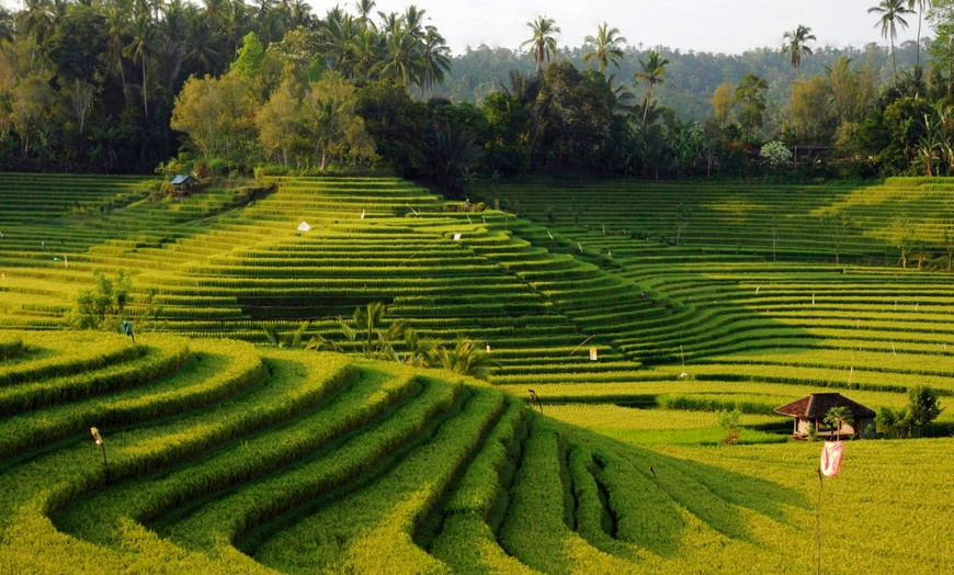 Image 4: ✈ INDONESIA | Bali - Tour d'Horizon in Bali 3* - Tour