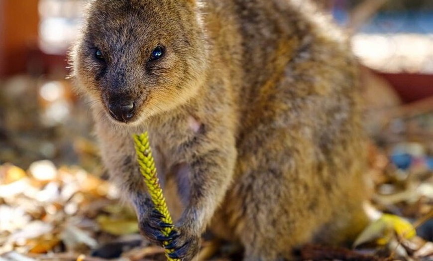 Image 9: City Tour Perth and Fremantle and Rottnest Island and Swan River