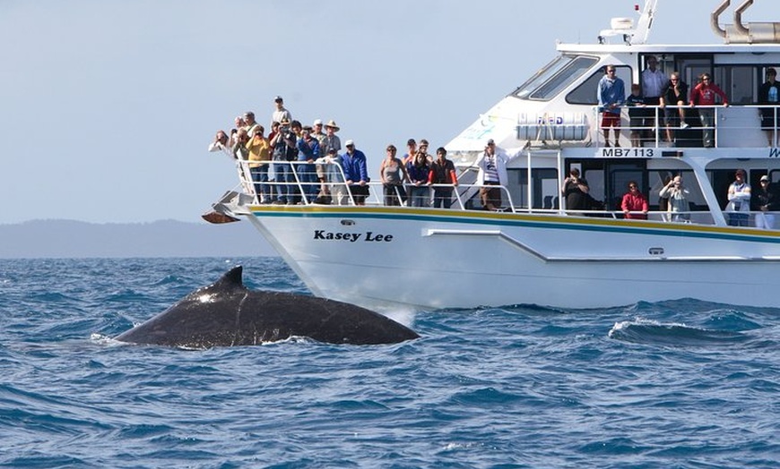 Image 1: Phillip Island Whale Watching Tour