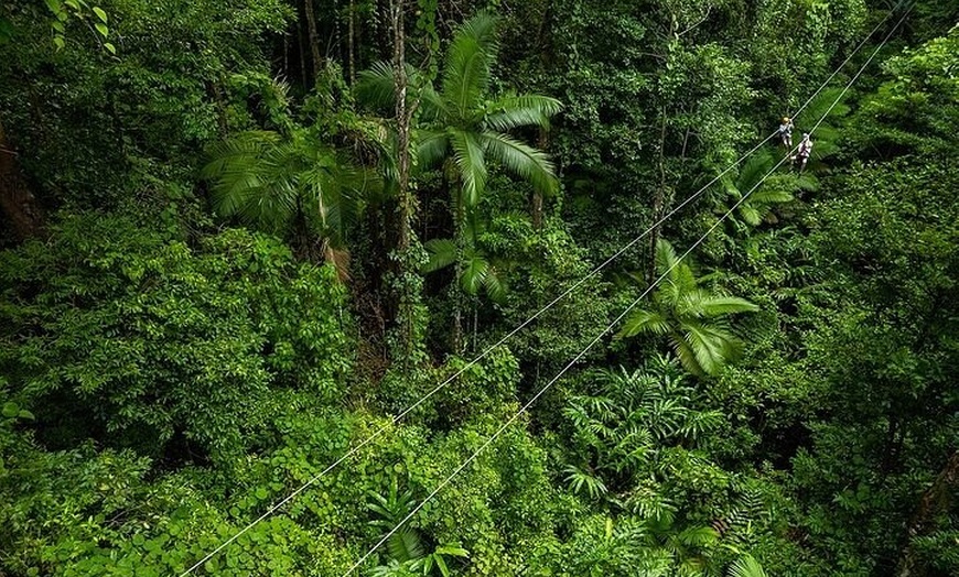 Image 3: Ziplining Cape Tribulation with Treetops Adventures