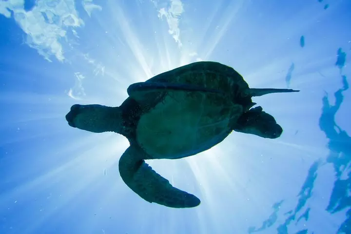 Maui Turtle Snorkeling Tour from Ma'alaea Harbor - Primary Image