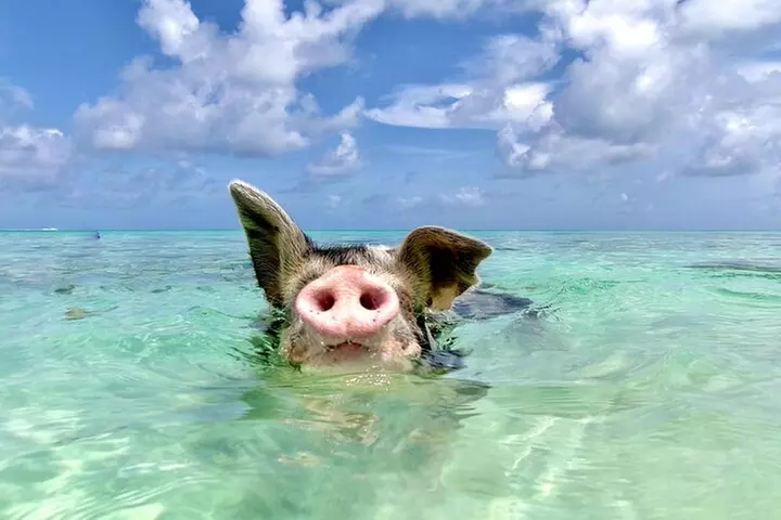 Swimming Pigs with pickup: Pigs can't fly, but they do Swim! - Primary Image