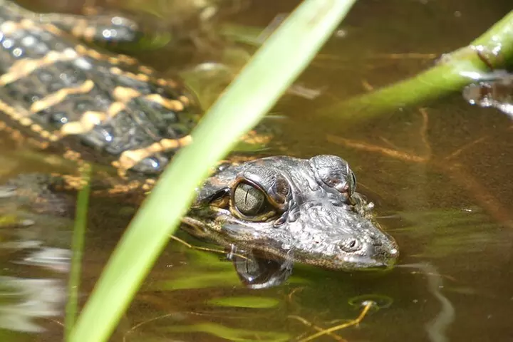 Exclusive Nature Escape Kayak Adventure on Blackwater Creek