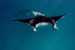 Ningaloo Reef Snorkel and Wildlife Adventure - Image 3