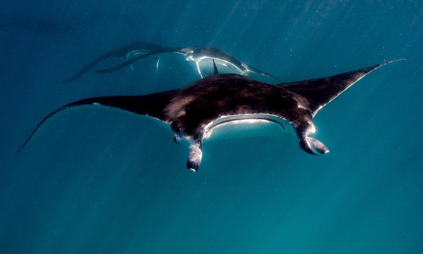 Image 3: Ningaloo Reef Snorkel and Wildlife Adventure