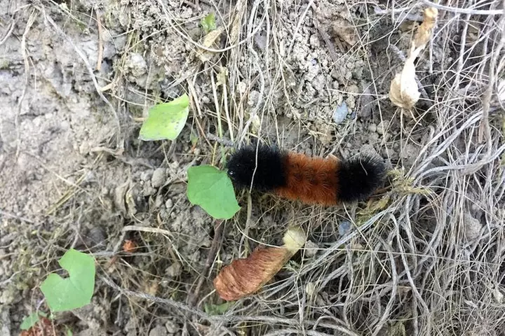 The Hood-Columbia Loop: Timberline, Orchards, and Waterfalls