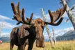 Aerial Tram and Wildlife Center tour from Anchorage - Second Medium