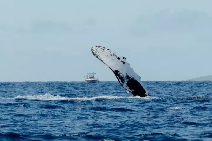 Private Kealakekua Bay Snorkel with Dolphin Watch
