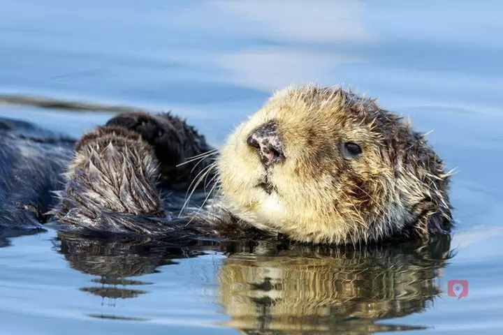 Self-Guided Audio Driving Tour in Big Sur PCH Highway 1