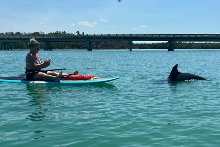Dolphin and Manatee Adventure Tour of Naples with Florida History