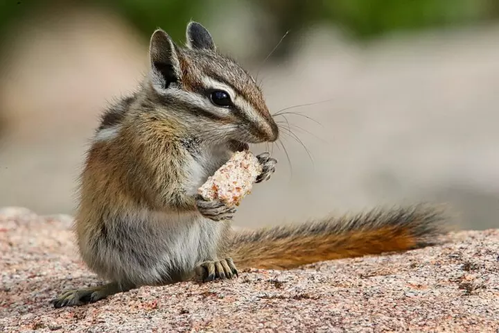 Half-Day Rocky Mountain National Park "Lake and Meadows Tour"