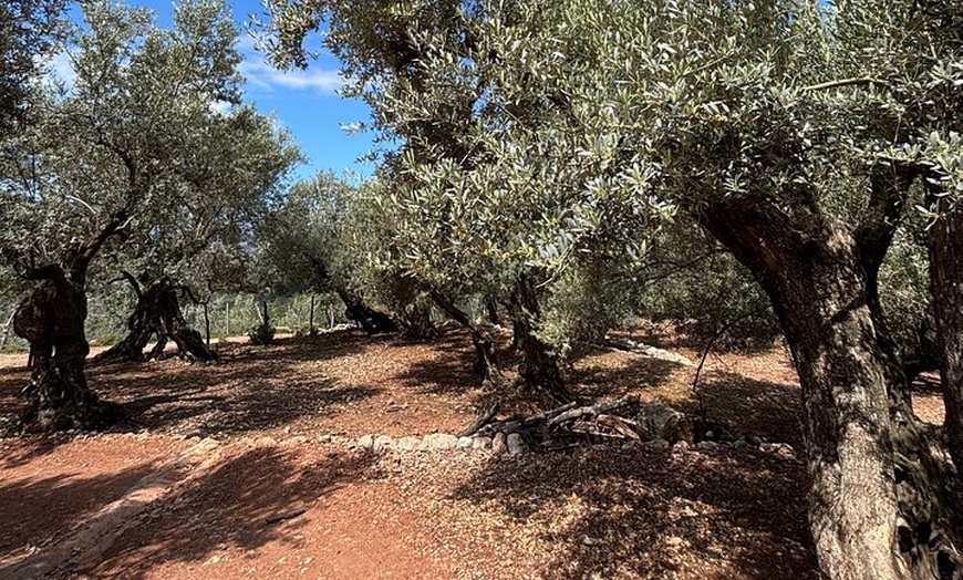 Image 27: Sierra de Tramuntana caminata con pequeño picnic