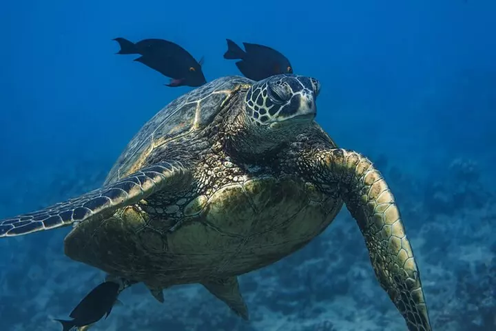 Moana's Waikīkī Grand Guided Turtle Snorkel & Sailing Adventure