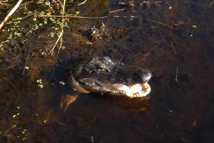 1-Hour Evening Airboat Ride